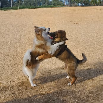 Conejo Creek Dog Park photo 1